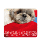 ばんばんばんちゃん（個別スタンプ：39）