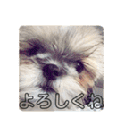 ばんばんばんちゃん（個別スタンプ：40）