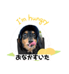 アンアン☆スタンプ⑵（個別スタンプ：5）