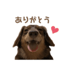 日常ちむちむ（個別スタンプ：30）