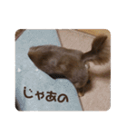 日常ちむちむ（個別スタンプ：40）
