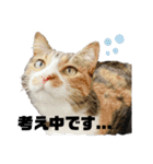 猫で伝える日常 2（個別スタンプ：1）