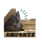 猫で伝える日常 2（個別スタンプ：6）