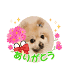 Coco and Mogu（個別スタンプ：12）