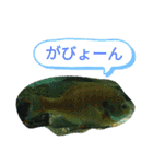 熱帯魚、亀、海月写真、日常会話ぴえーん（個別スタンプ：3）