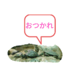 熱帯魚、亀、海月写真、日常会話ぴえーん（個別スタンプ：11）