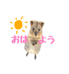 日常で使えるクオッカワラビー（個別スタンプ：1）
