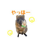 日常で使えるクオッカワラビー（個別スタンプ：2）