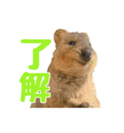 日常で使えるクオッカワラビー（個別スタンプ：3）