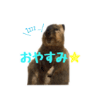 日常で使えるクオッカワラビー（個別スタンプ：4）