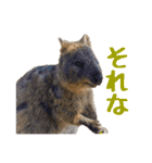日常で使えるクオッカワラビー（個別スタンプ：8）