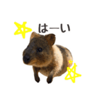 日常で使えるクオッカワラビー（個別スタンプ：10）