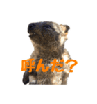 日常で使えるクオッカワラビー（個別スタンプ：12）