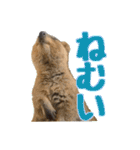 日常で使えるクオッカワラビー（個別スタンプ：17）