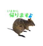 日常で使えるクオッカワラビー（個別スタンプ：19）