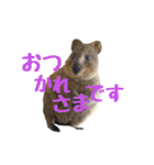 日常で使えるクオッカワラビー（個別スタンプ：21）