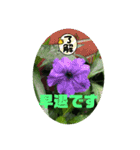 purple flower day（個別スタンプ：9）