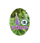 purple flower day（個別スタンプ：16）