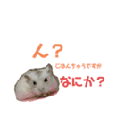 ペリの日常（個別スタンプ：1）