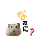 ペリの日常（個別スタンプ：3）