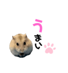 ペリの日常（個別スタンプ：4）