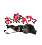 ゆるっとコロモコすたんぷ♪（個別スタンプ：2）