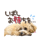 ゆるっとコロモコすたんぷ♪（個別スタンプ：4）