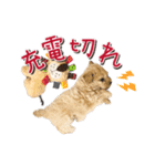 ゆるっとコロモコすたんぷ♪（個別スタンプ：25）
