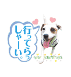 愛犬♡ハナコのスタンプ14☆（個別スタンプ：22）