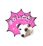 愛犬♡ハナコのスタンプ14☆（個別スタンプ：31）