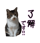 キジ白ばぁば！（個別スタンプ：1）