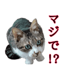キジ白ばぁば！（個別スタンプ：3）