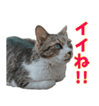 キジ白ばぁば！（個別スタンプ：4）
