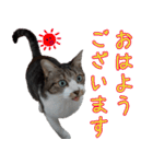 キジ白ばぁば！（個別スタンプ：5）
