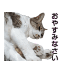 キジ白ばぁば！（個別スタンプ：6）