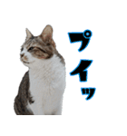 キジ白ばぁば！（個別スタンプ：7）