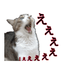 キジ白ばぁば！（個別スタンプ：9）