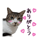 キジ白ばぁば！（個別スタンプ：10）