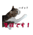 キジ白ばぁば！（個別スタンプ：11）