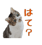 キジ白ばぁば！（個別スタンプ：13）