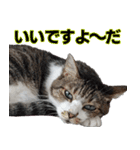 キジ白ばぁば！（個別スタンプ：14）