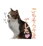キジ白ばぁば！（個別スタンプ：15）