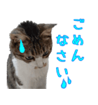 キジ白ばぁば！（個別スタンプ：16）