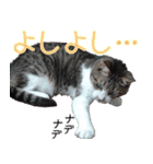 キジ白ばぁば！（個別スタンプ：17）