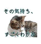 キジ白ばぁば！（個別スタンプ：18）