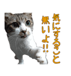 キジ白ばぁば！（個別スタンプ：19）