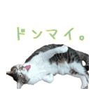 キジ白ばぁば！（個別スタンプ：22）