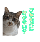 キジ白ばぁば！（個別スタンプ：23）