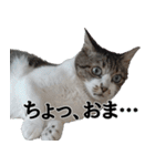 キジ白ばぁば！（個別スタンプ：24）