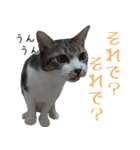 キジ白ばぁば！（個別スタンプ：25）